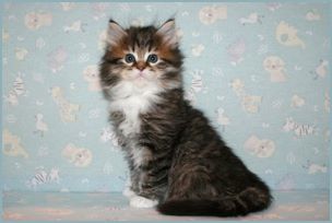 Male Siberian Kitten from Deedlebug Siberians